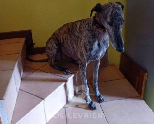 Suchard Galgo