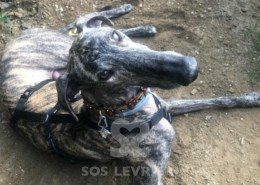 Suchard Galgo