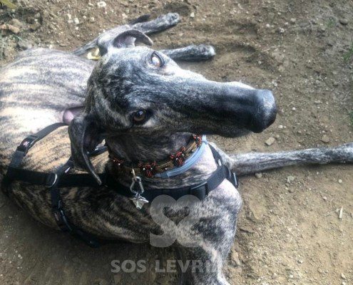 Suchard Galgo