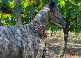 Suchard Galgo