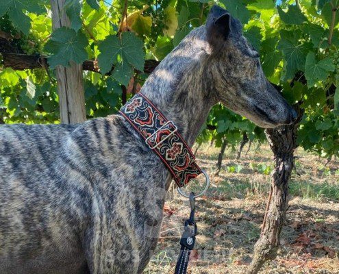 Suchard Galgo