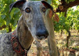 Suchard Galgo