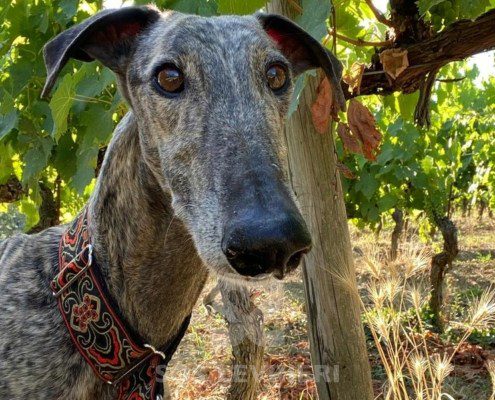 Suchard Galgo