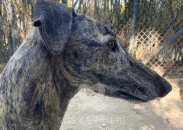 Suchard Galgo