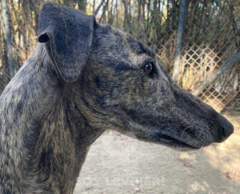 Suchard Galgo