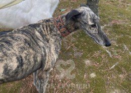 Suchard Galgo