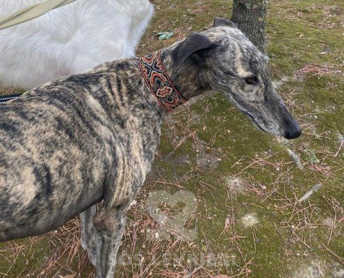 Suchard Galgo