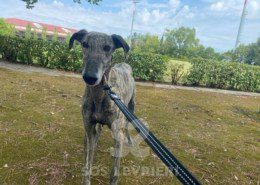 Suchard Galgo