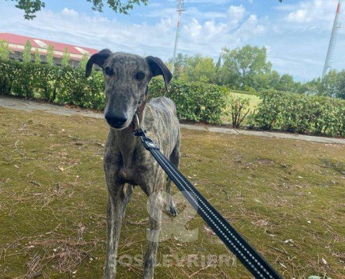 Suchard Galgo