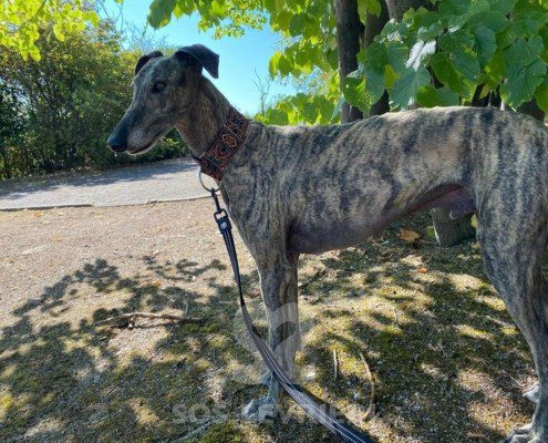 Suchard Galgo