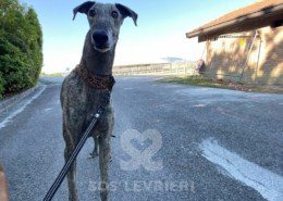 Suchard Galgo