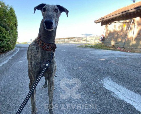 Suchard Galgo