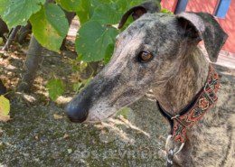 Suchard Galgo