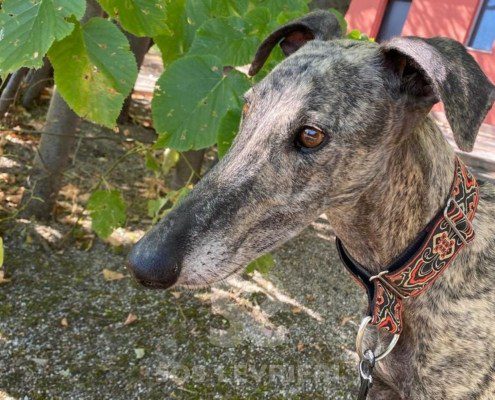 Suchard Galgo