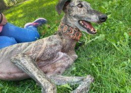 Suchard Galgo