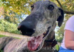 Suchard Galgo