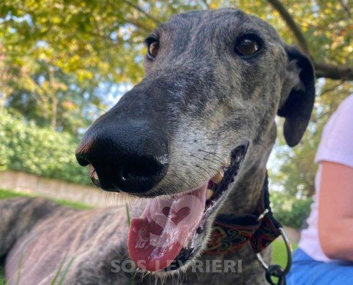 Suchard Galgo