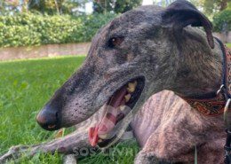 Suchard Galgo