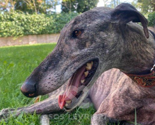 Suchard Galgo