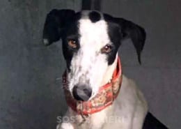 karina 3 - Galgo