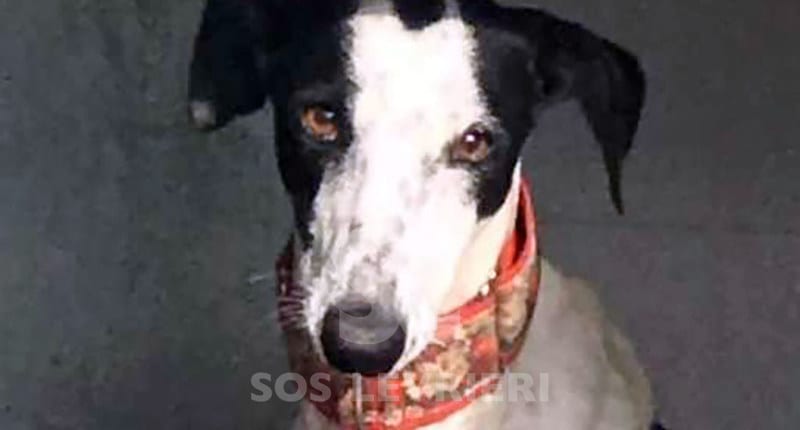 karina 3 - Galgo