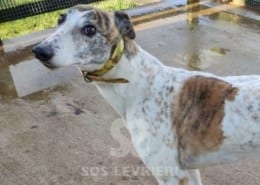 Bashful Greyhound