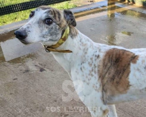 Bashful Greyhound