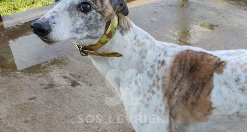 Bashful Greyhound