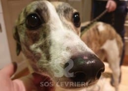Becky Greyhound Levriero in adozione
