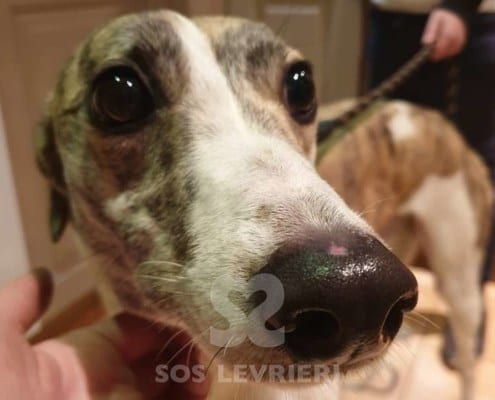 Becky Greyhound Levriero in adozione