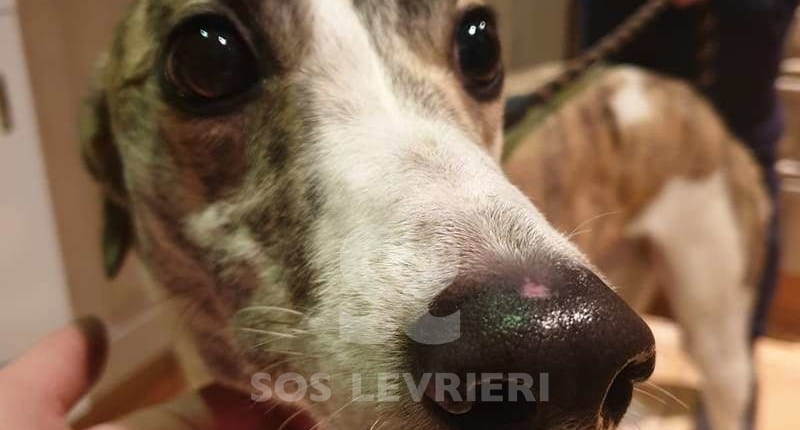 Becky Greyhound Levriero in adozione