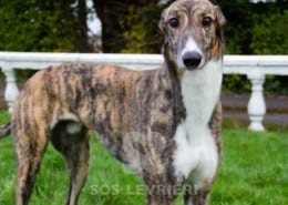 Berkie Greyhound