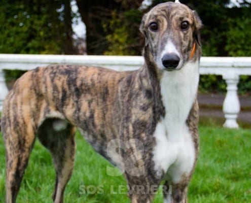 Berkie Greyhound