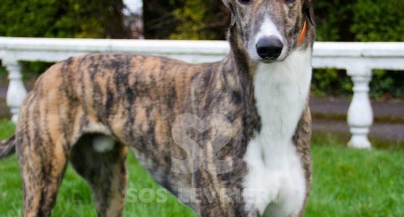 Berkie Greyhound