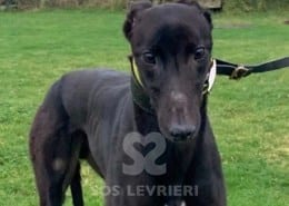 Cody 2 Greyhound