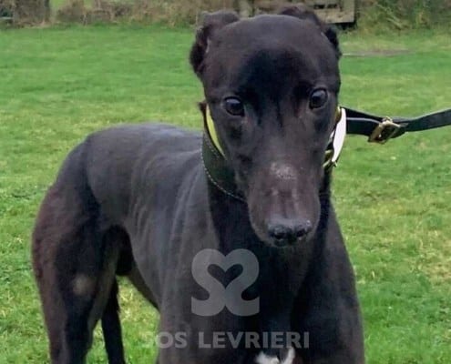 Cody 2 Greyhound