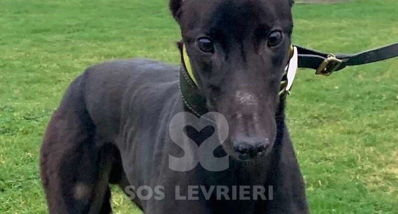 Cody 2 Greyhound