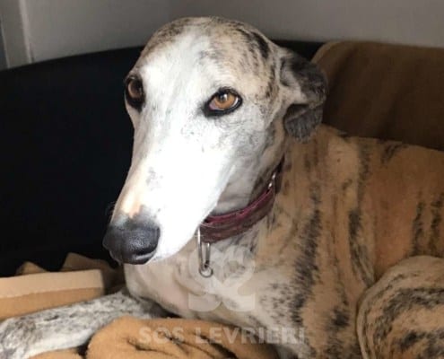 Gitana 2 Galgo