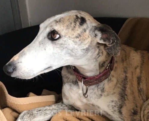 Gitana 2 Galgo