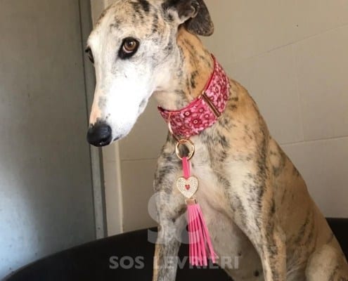 Gitana Galgo