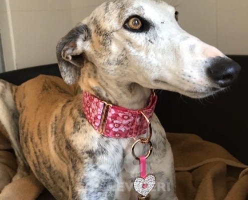 Gitana Galgo