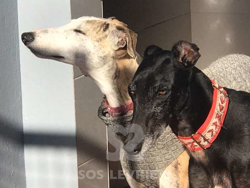 Gitana Galgo