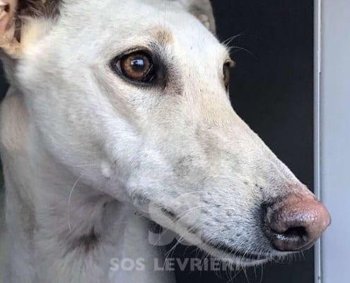 Gloria Galgo