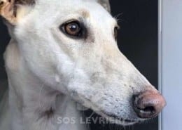 Gloria Galgo