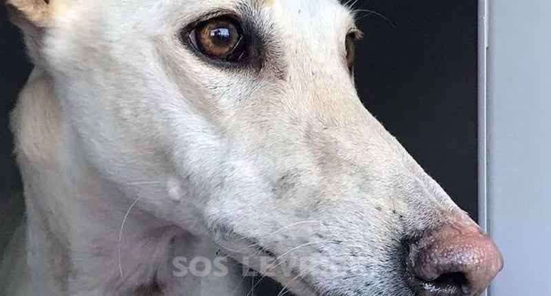 Gloria Galgo
