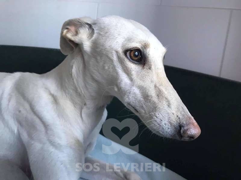 Gloria Galgo
