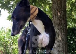 Hegon Greyhound