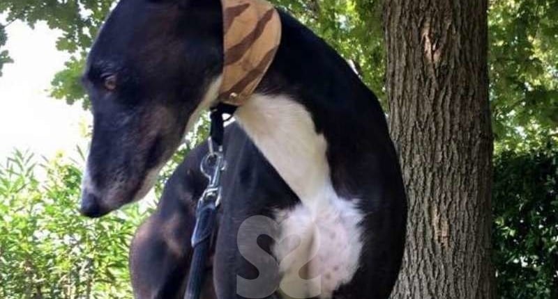 Hegon Greyhound