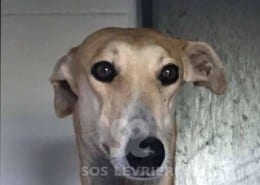 Iris Galgo
