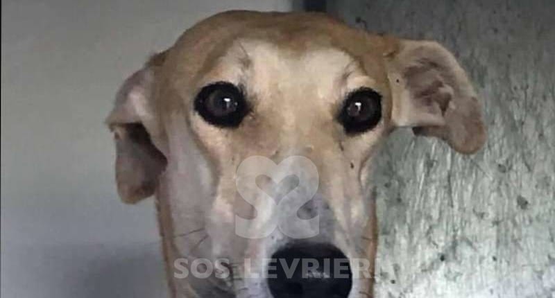 Iris Galgo